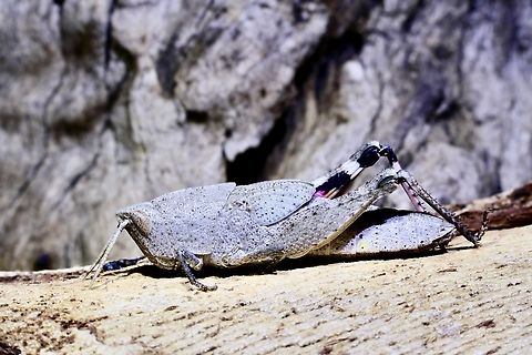 Black-kneed Gumleaf Grasshopper - Goniaea carinata  Australia,Geotagged,Goniaea carinata,Spring