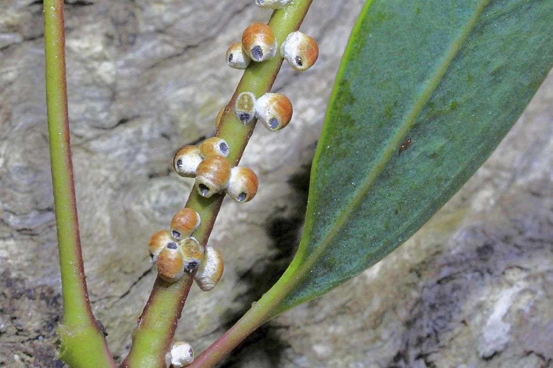Gum Tree Scale - Acanthococcus coriaceus  Acanthococcus coriaceus,Australia,Geotagged,Gum Tree Scale,Spring