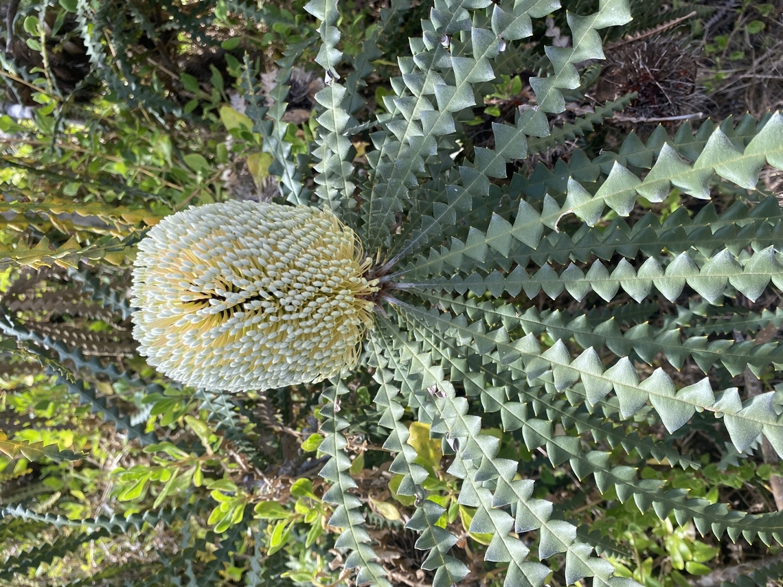 Showy banksia - Banksia speciosa It naturally occurs in West Australia. This one I uploaded was mostlikely intentionally planted where I observed it. Australia,Banksia speciosa,Geotagged,Showy banksia,Spring