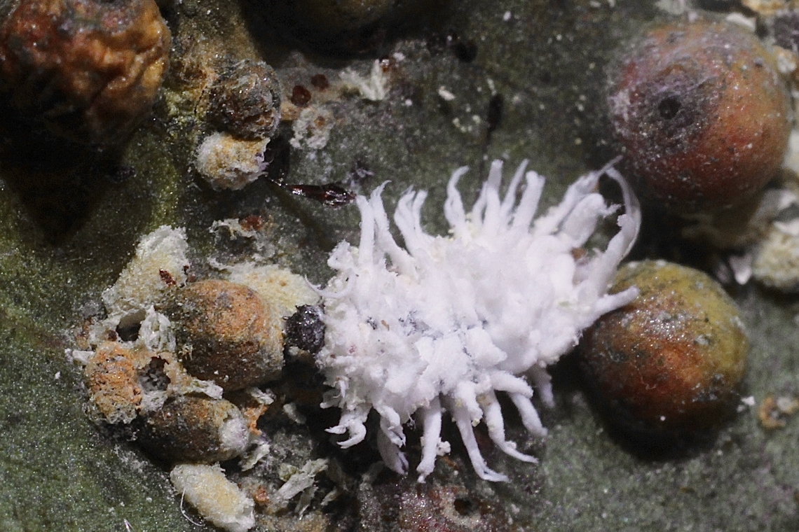 Mealybug Destroyer-  Cryptolaemus montrouzieri Larvae feeding on Gum Tree Scale - Acanthococcus coriaceus. Australia,Cryptolaemus montrouzieri,Geotagged,Mealybug Destroyer,Spring