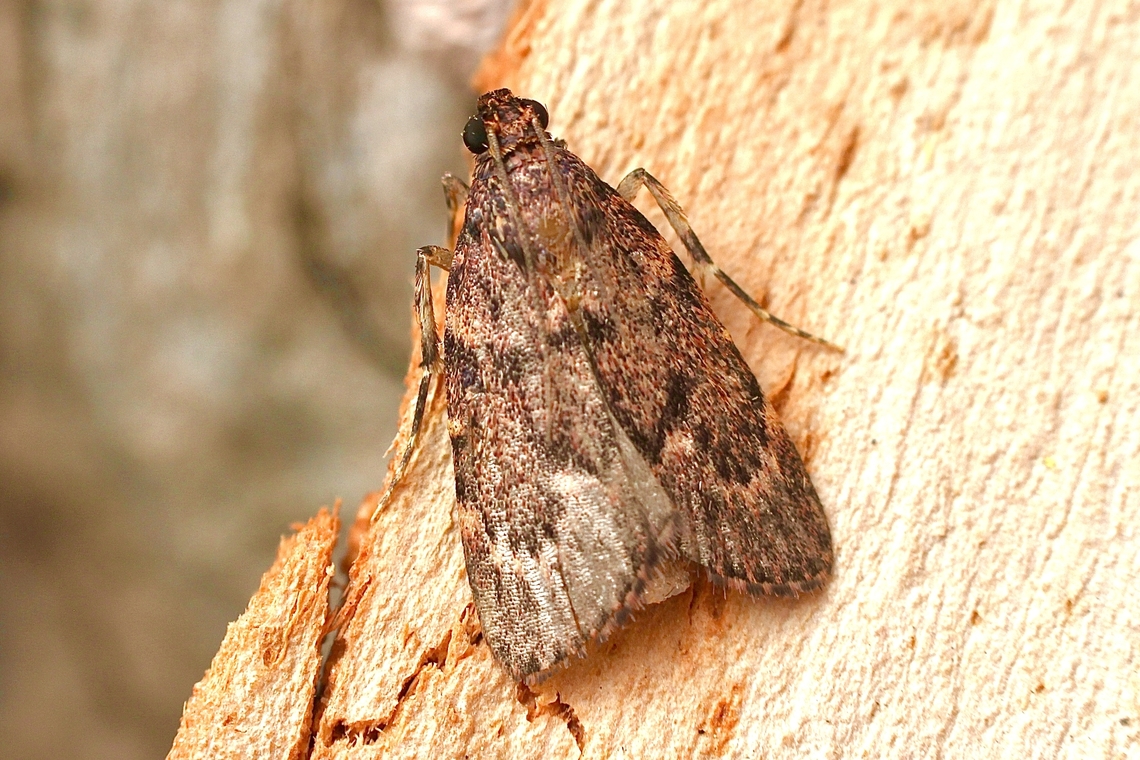 Mimaglossa nauplialis Attracted to UV light.  Some name change must have occurred. ? Australia,Geotagged,Macalla nauplialis,Spring