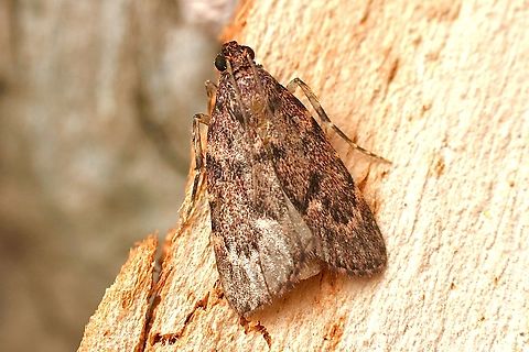 Mimaglossa nauplialis Attracted to UV light.  Some name change must have occurred. ? Australia,Geotagged,Macalla nauplialis,Spring