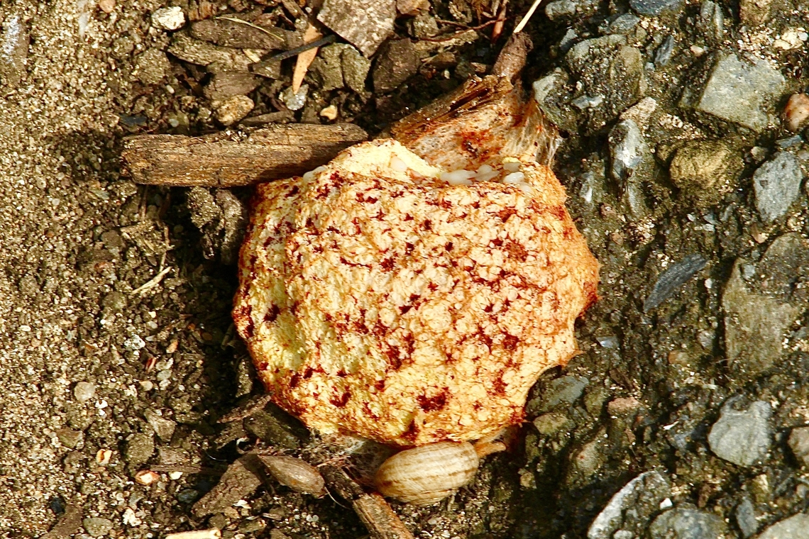 Dog vomit slime mould - Fuligo septica Growing in woodchip mulch. Australia,Dog vomit slime mold,Fuligo septica,Geotagged,Spring