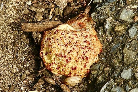 Dog vomit slime mould - Fuligo septica Growing in woodchip mulch. Australia,Dog vomit slime mold,Fuligo septica,Geotagged,Spring