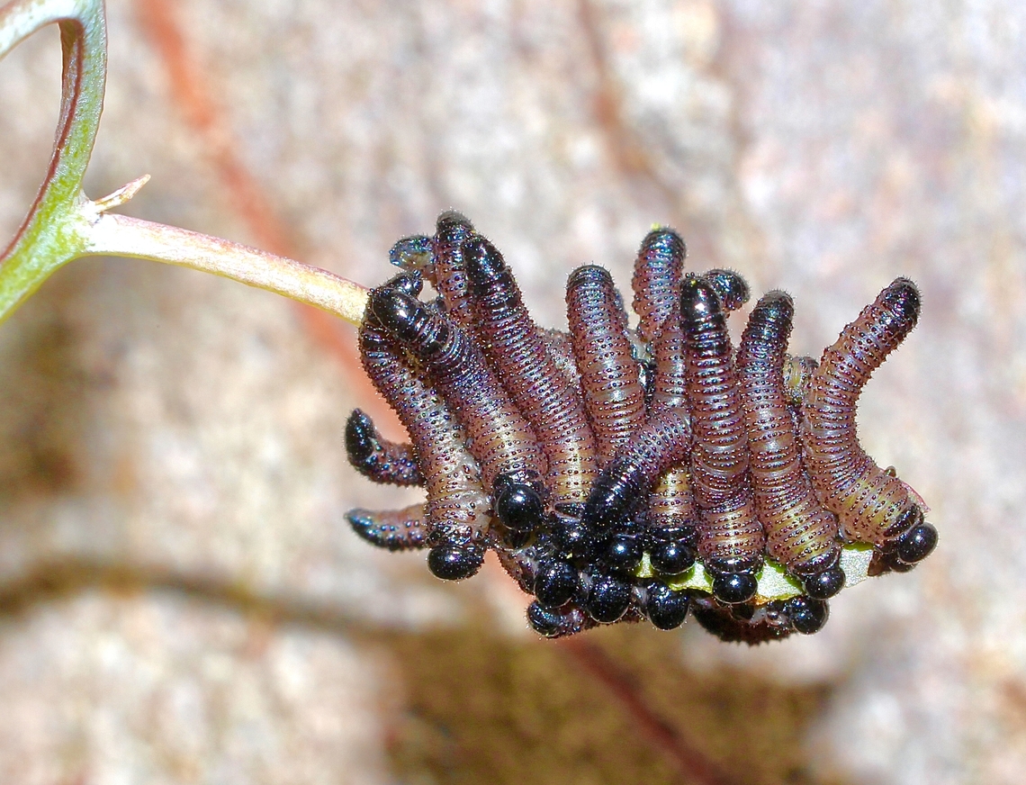 Sawfly larvae - Genus Perga  Australia,Geotagged,Spring