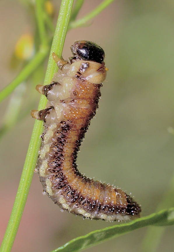 Sawfly larvae - Genus Diprion  Australia,Geotagged,Summer