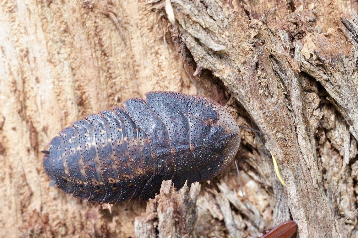 Bark cockroach - Laxta granicollis  Australia,Bark cockroach,Geotagged,Laxta granicollis,Summer
