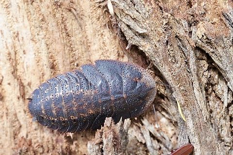 Bark cockroach - Laxta granicollis  Australia,Bark cockroach,Geotagged,Laxta granicollis,Summer