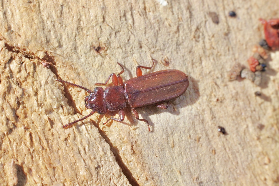 Flat  Bark  Beetle - Platisus angusticollis Observed under eucalyptus  tree bark. Australia,Geotagged,Platisus angusticollis,Summer