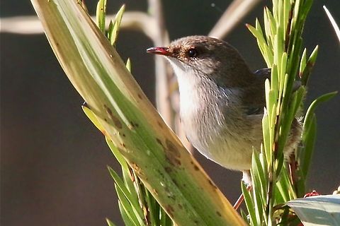 Superb Fairywren - Malurus cyaneus Female Australia,Fall,Geotagged,Malurus cyaneus,Superb Fairywren