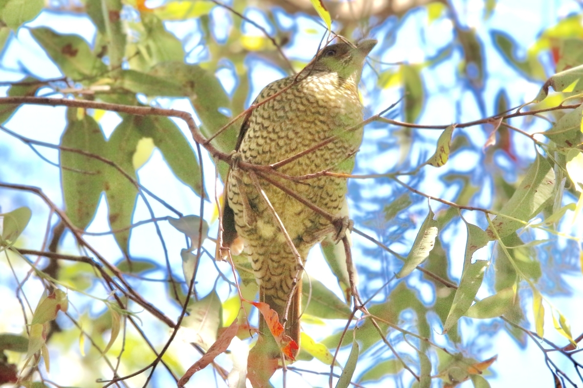 Satin Bowerbird- Ptilonorhynchus violaceus Female. Australia,Geotagged,Ptilonorhynchus violaceus,Satin Bowerbird,Spring