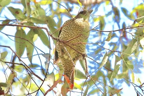 Satin Bowerbird- Ptilonorhynchus violaceus Female. Australia,Geotagged,Ptilonorhynchus violaceus,Satin Bowerbird,Spring