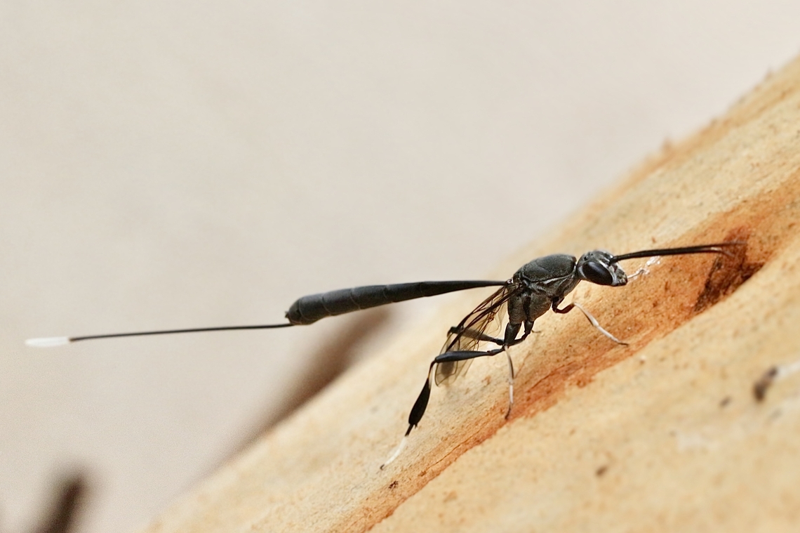 Wasp - Gasteruption fibuliforme Searching for something on a eucalyptus tree. Australia,Gasteruption fibuliforme,Geotagged,Summer