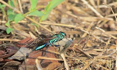 Thread-Waisted Wasp - Chlorion lobatum  Chlorion lobatum,Geotagged,Spring,Vietnam