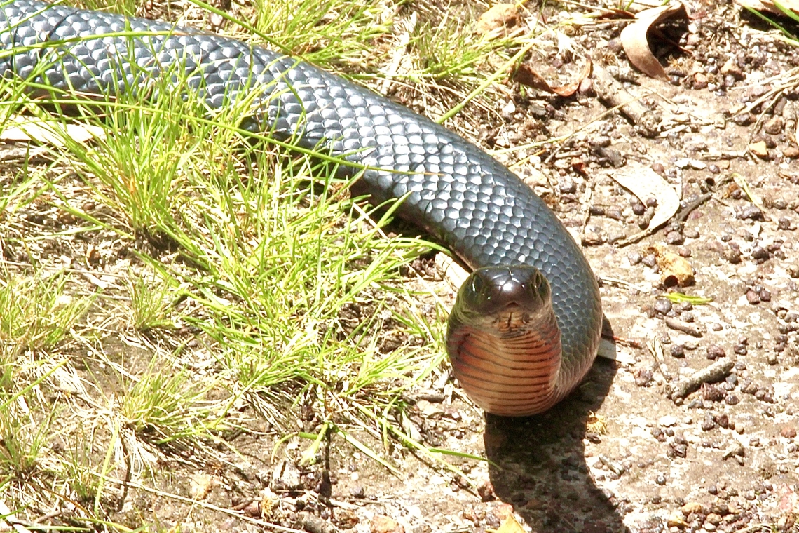 Red-bellied Black Snake - Pseudechis porphyriacus Today we had 30 c and this Black Snake decided that it was warm enough to come out from its winter hiding place. <br />
 Australia,Geotagged,Pseudechis porphyriacus,Red-bellied black snake,Spring
