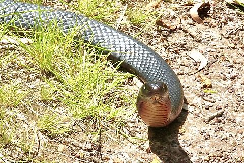 Red-bellied Black Snake - Pseudechis porphyriacus Today we had 30 c and this Black Snake decided that it was warm enough to come out from its winter hiding place. 
 Australia,Geotagged,Pseudechis porphyriacus,Red-bellied black snake,Spring