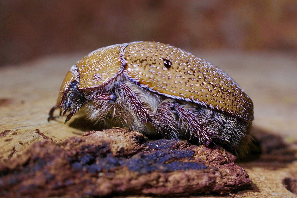 Hairy Spotted Beetle - Anoplognathus velutinus  Anoplognathus velutinus,Australia,Geotagged,Hairy Christmas beetle,Spring