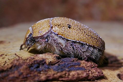 Hairy Spotted Beetle - Anoplognathus velutinus  Anoplognathus velutinus,Australia,Geotagged,Hairy Christmas beetle,Spring