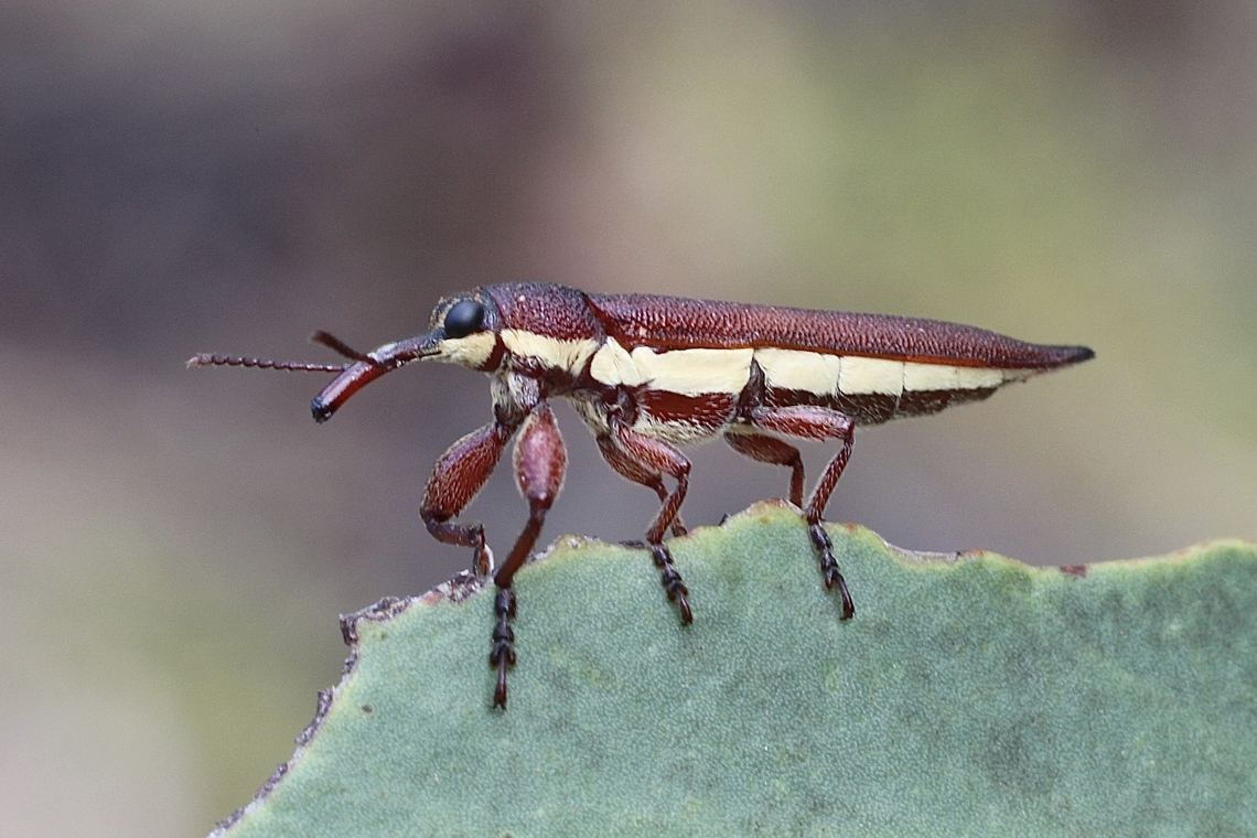 Sutural Belid Weevil - Rhinotia suturalis  Australia,Geotagged,Rhinotia suturalis,Spring,Sutural Belid Weevil