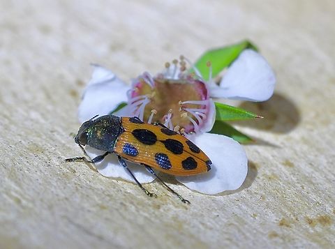 Jewel beetle - Castiarina octomaculata As it was a warm day but to windy for macro photography I cooled the beetle down in my car fridge to take the photo and then let it go on it’s merry way. Australia,Castiarina octomaculata,Geotagged,Spring