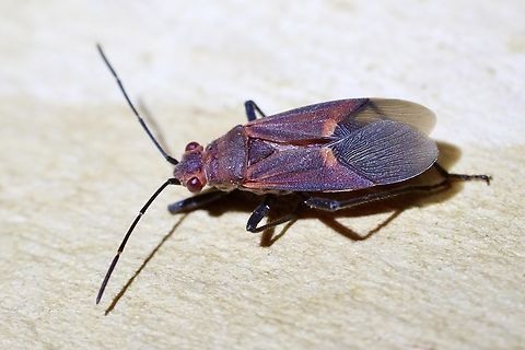 Old World Soapberry Bug  - Genus Leptocorus  Australia,Geotagged,Leptocoris mitellatus,Spring