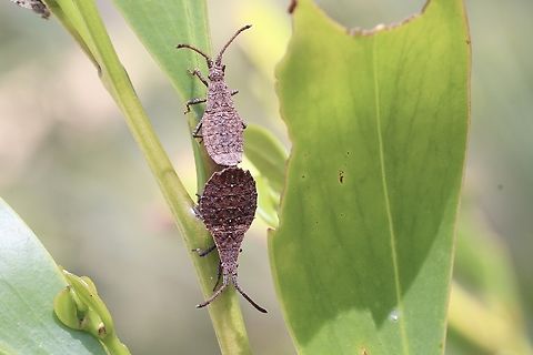 Wingless Coreid Bug - Agriopocoris froggatti A mating pair. Agriopocoris froggatti,Australia,Geotagged,Spring,Wingless Coreid Bug