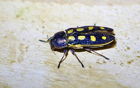 Castiarina xanthopilosa  Australia,Castiarina xanthopilosa,Geotagged,Spring