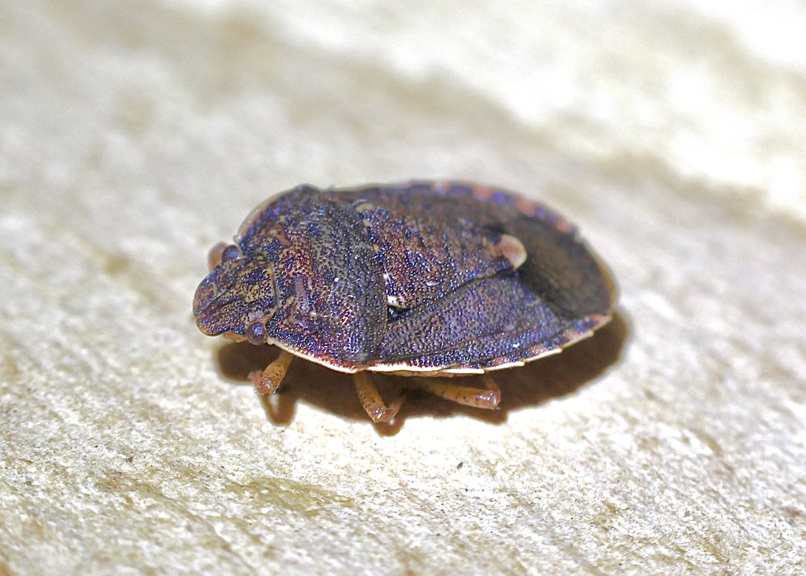 Shield Bug - Dictyotus conspicuus  Australia,Dictyotus conspicuus,Geotagged,Spring