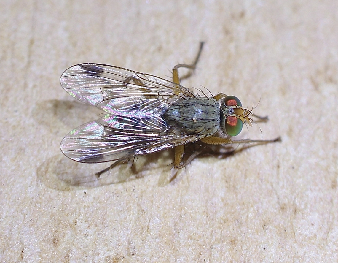 Pygophora apicalis Observed in our garden Australia,Geotagged,Pygophora apicalis,Spring
