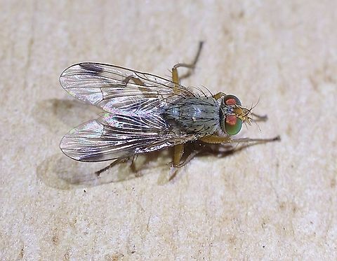 Pygophora apicalis Observed in our garden Australia,Geotagged,Pygophora apicalis,Spring