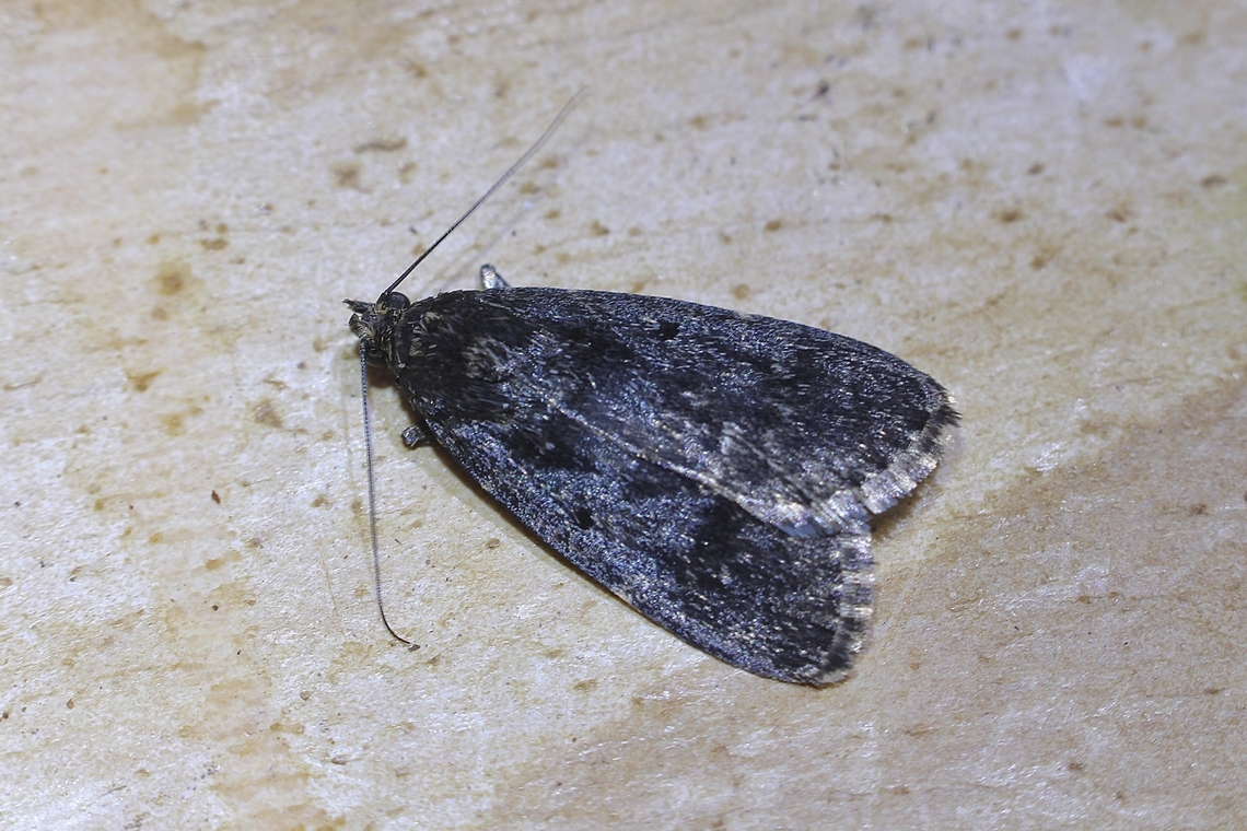 Stericta carbonalis Attracted to UV light. Australia,Geotagged,Spring,Stericta carbonalis