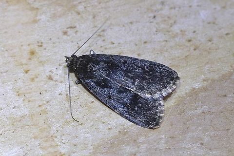Stericta carbonalis Attracted to UV light. Australia,Geotagged,Spring,Stericta carbonalis