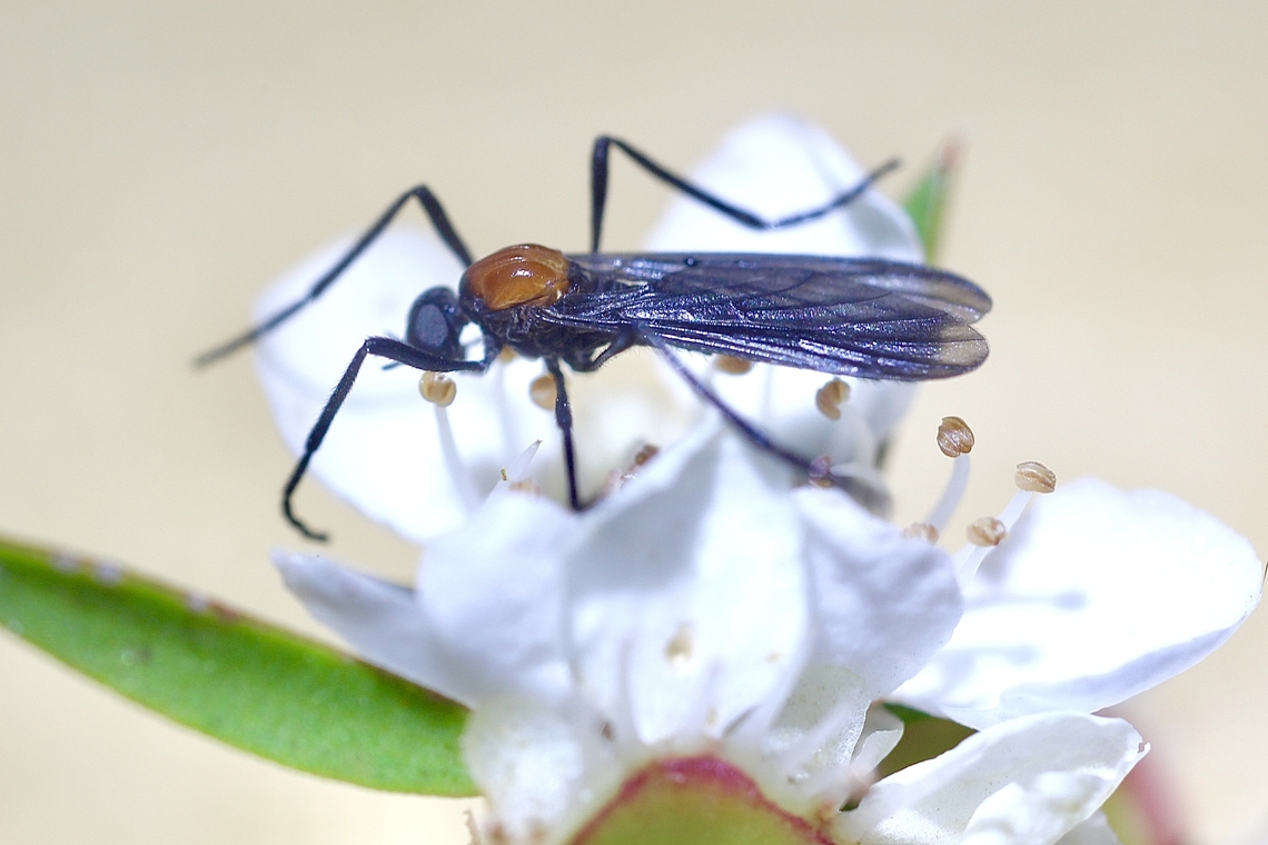 Lovebug - Plecia dimidiata  Australia,Geotagged,Plecia dimidiata,Spring