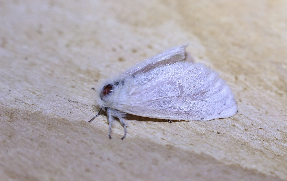 Genus Acyphas Attracted to UV light  Australia,Geotagged,Spring