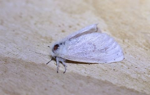 Genus Acyphas Attracted to UV light  Australia,Geotagged,Spring