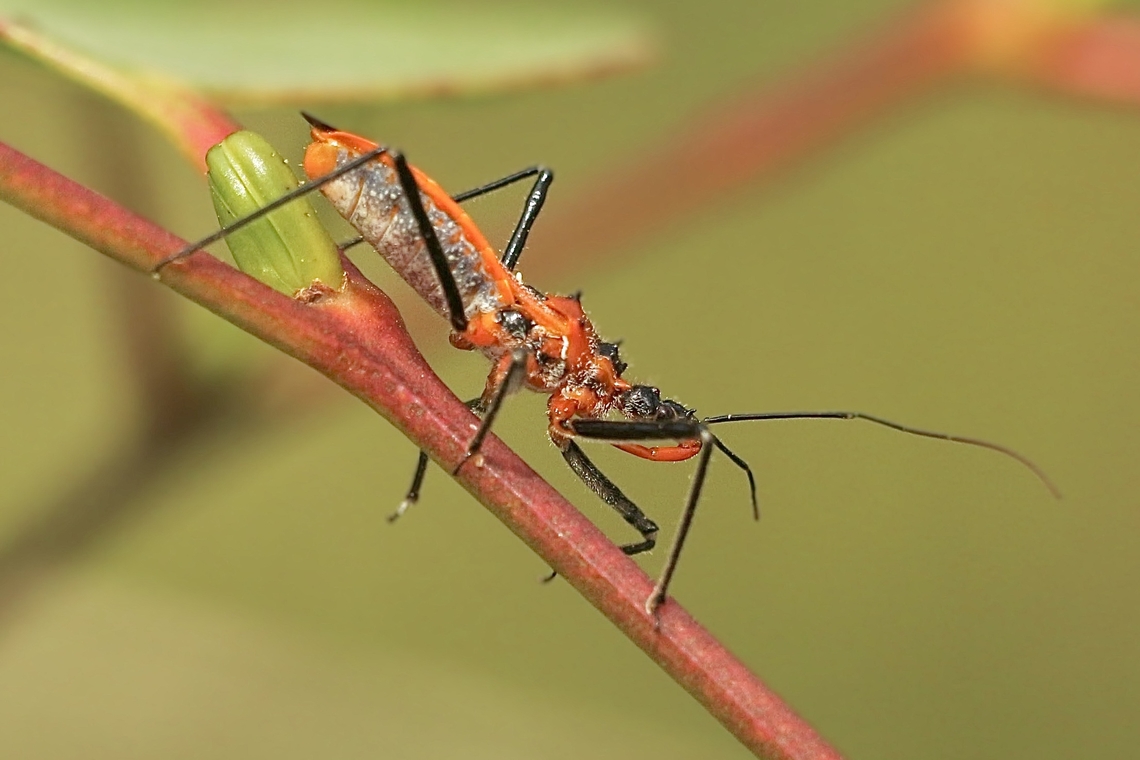 Orange Assassin Bug - Gminatus australis  Australia,Geotagged,Gminatus australis,Orange Assassin Bug,Spring
