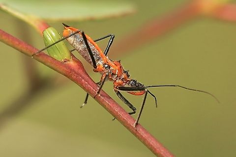 Orange Assassin Bug - Gminatus australis  Australia,Geotagged,Gminatus australis,Orange Assassin Bug,Spring