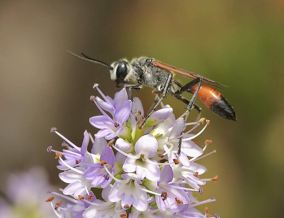 Tyde's Sand Wasp - Podalonia tydei  Australia,Geotagged,Podalonia tydei,Spring,Tyde's Sand Wasp