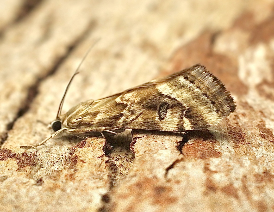 Old World Webworm - Hellula undalis  Australia,Geotagged,Hellula undalis,Old World Webworm,Spring