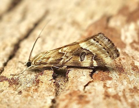 Old World Webworm - Hellula undalis  Australia,Geotagged,Hellula undalis,Old World Webworm,Spring
