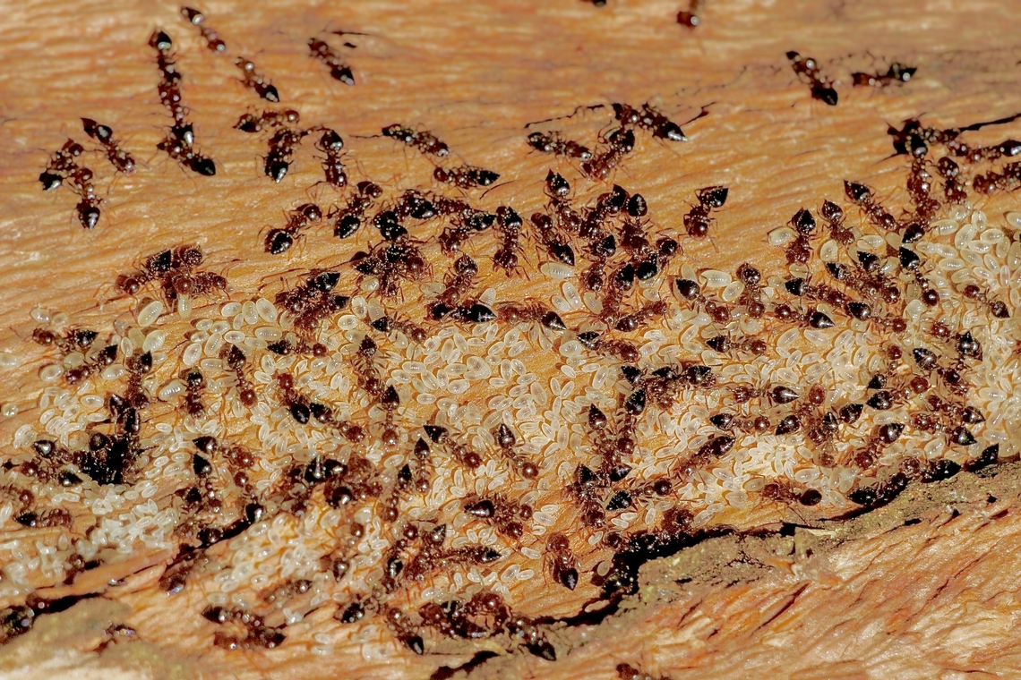 Genus Crematogaster  Australia,Geotagged,Winter