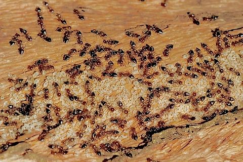 Genus Crematogaster  Australia,Geotagged,Winter