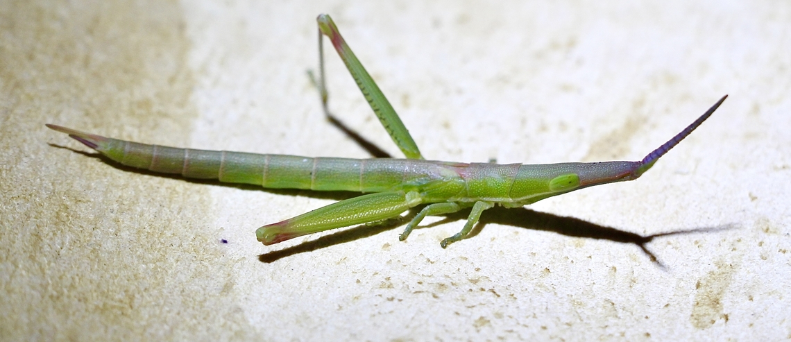 Giant green slant face - Acrida conica Nymphal stage ( no wings) Acrida conica,Australia,Geotagged,Giant green slantface,Spring