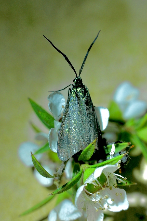 Pollanisus apicalis  Australia,Geotagged,Pollanisus apicalis,Spring