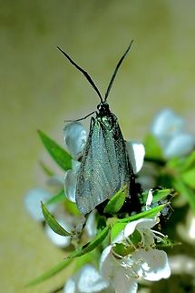 Pollanisus apicalis  Australia,Geotagged,Pollanisus apicalis,Spring