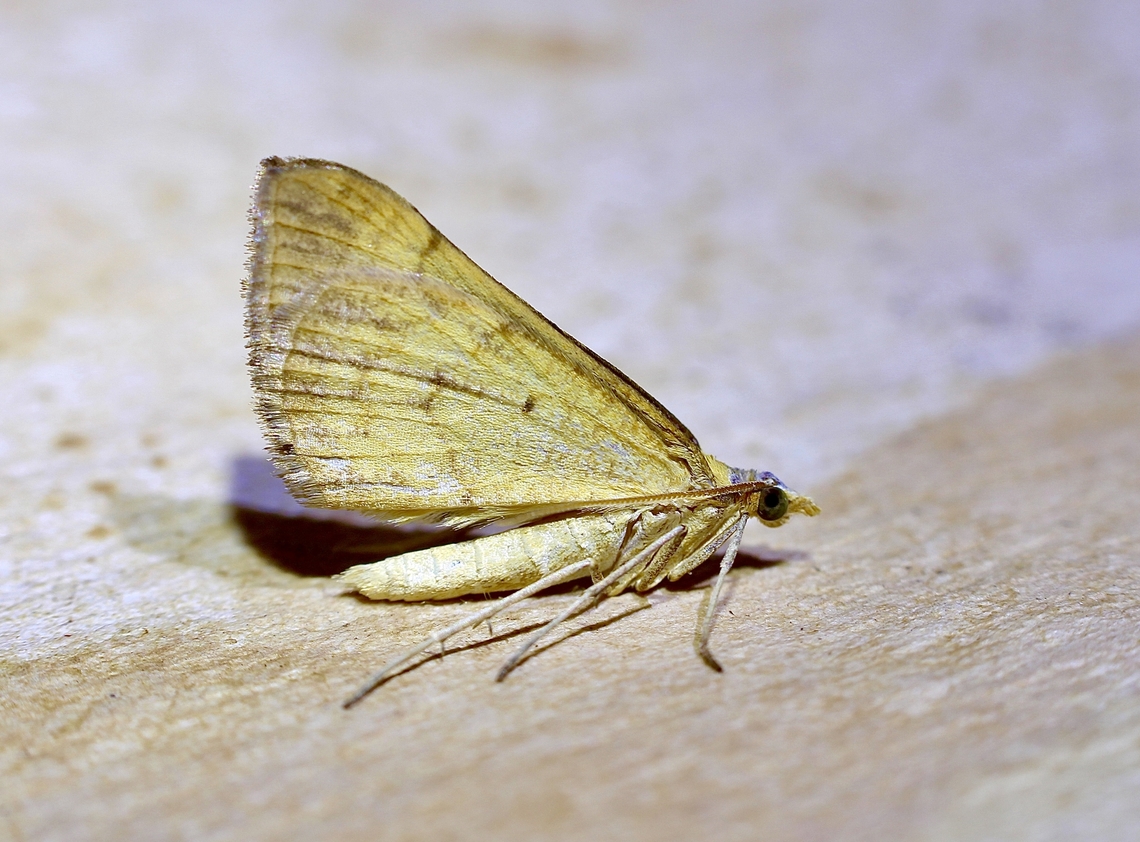 Golden Grass Carpet - Anachloris subochraria  Anachloris subochraria,Australia,Geotagged,Spring
