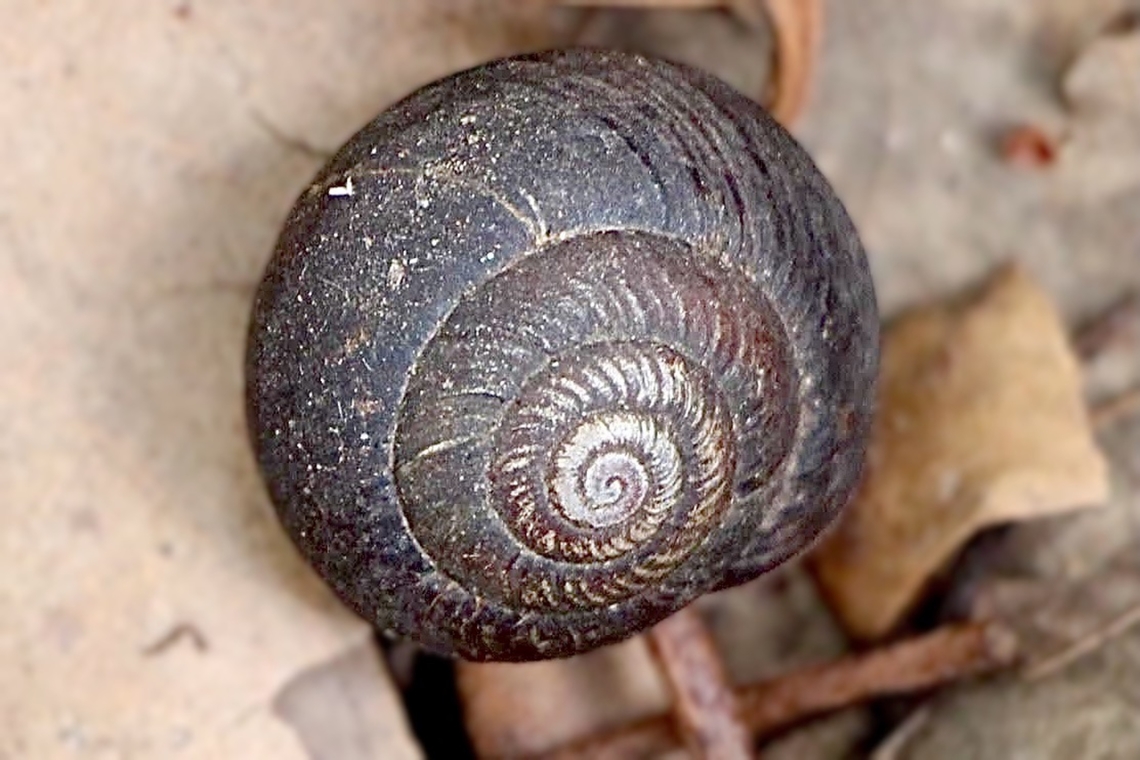 - Woronora Woodland Snail - Sauroconcha sheai Observed under a decaying tree branch . Australia,Fall,Geotagged,Sauroconcha sheai