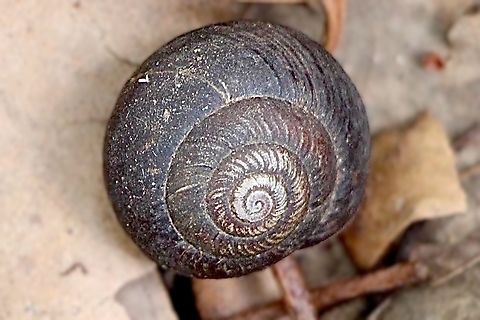 - Woronora Woodland Snail - Sauroconcha sheai Observed under a decaying tree branch . Australia,Fall,Geotagged,Sauroconcha sheai