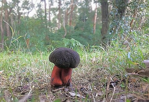 Deep Purple Bolete - Xerocomellus atropurpureus Observed growing in a grassy area adjacent to Eucalyptus tree forest. Australia,Fall,Geotagged,Xerocomellus atropurpureus