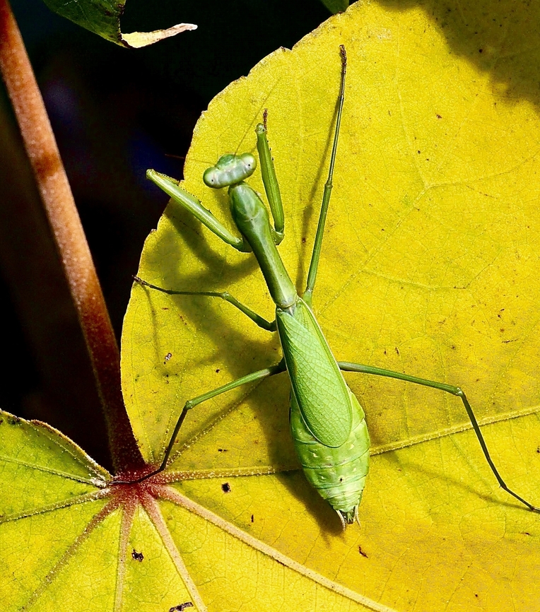 False Garden Mantis - Pseudomantis albofimbriata  Australia,Fall,False garden mantid,Geotagged,Pseudomantis albofimbriata